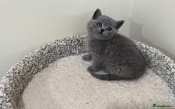 British Shorthair cats for sale: Gorgeous BSH Kittens  - Image 9
