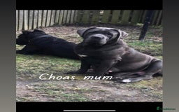 Cane Corso dogs for stud: Big boy chaos🐾 - Image 8