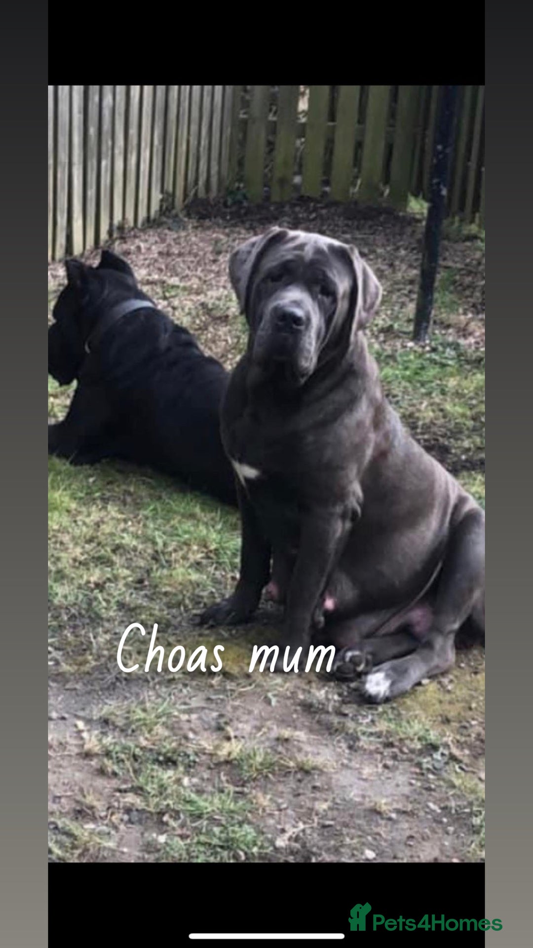 Cane Corso dogs for stud: Big boy chaos🐾 - Image 8