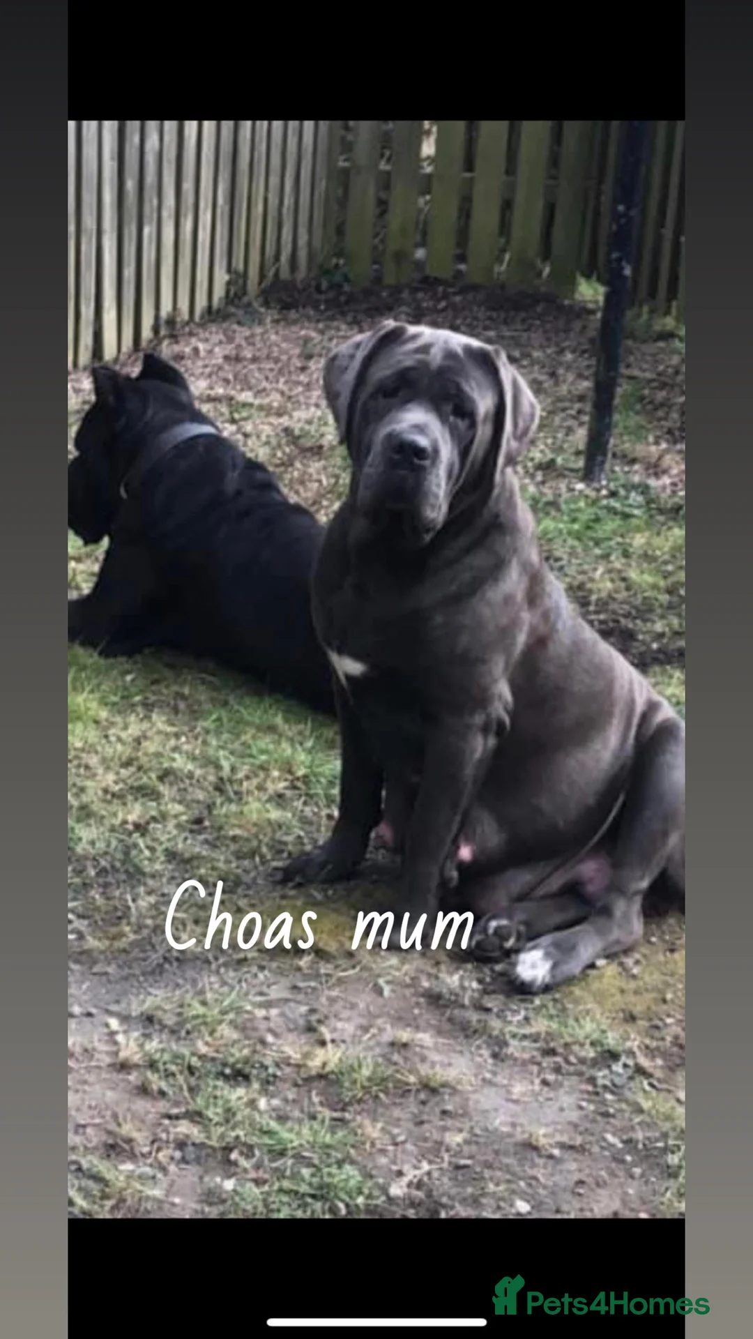 Cane Corso dogs for stud: Big boy chaos🐾 - Advert 9