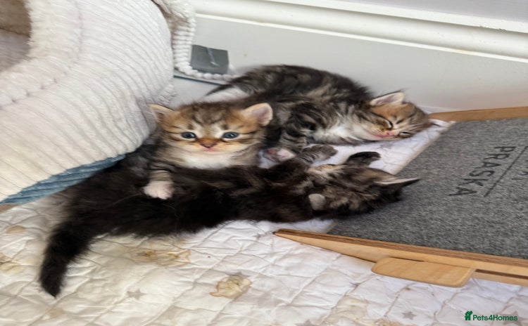 Siberian cats - Advert 12