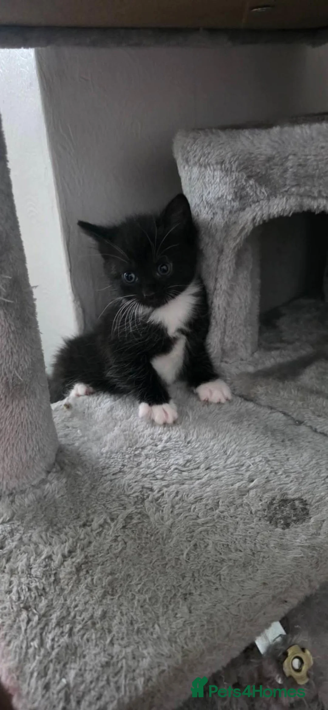 Turkish Angora cats for sale: Cat for sale  - Advert 2