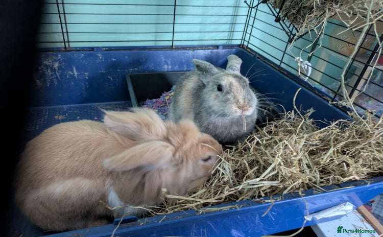 Mixed Breed rabbits - Advert 2