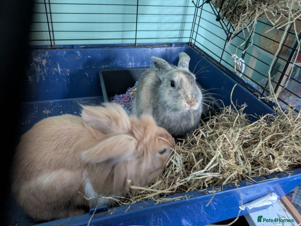 Mixed Breed rabbits - Advert 2