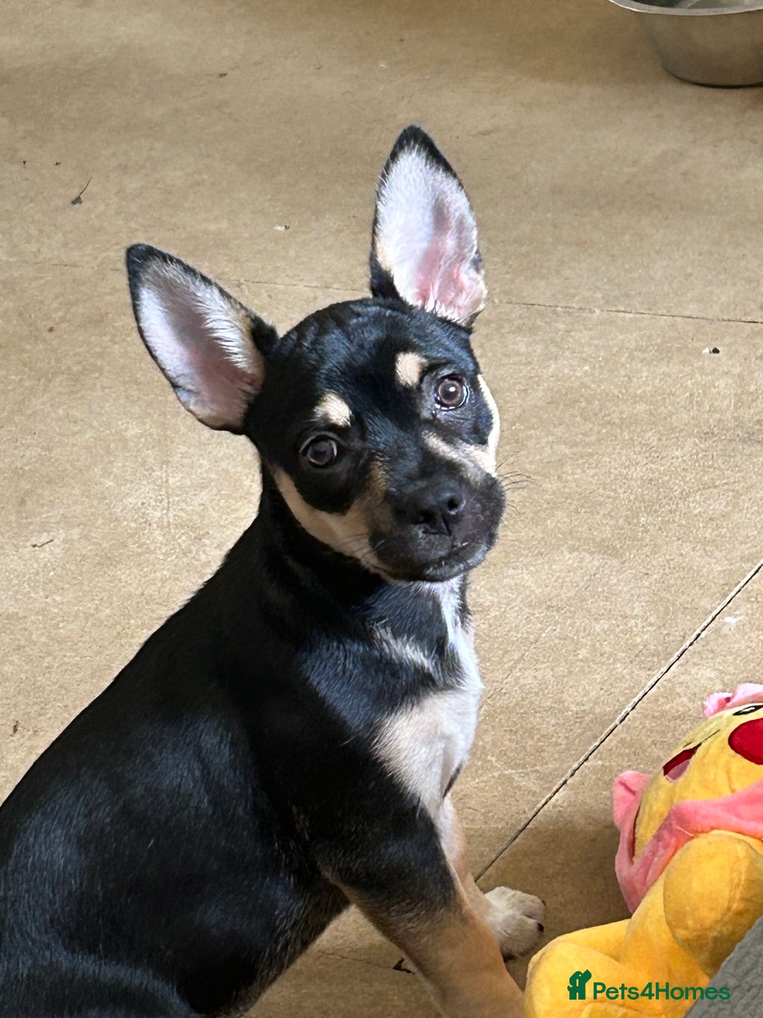 Mixed Breed dogs for sale: 10 mth old female Jack Russell/ Husky for sale - Advert 9