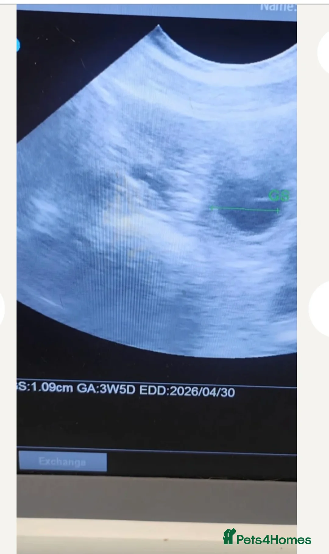 Rottweiler dogs for sale: 🤍PRADAS PUPPYS 🤍 in Wick - Advert 2