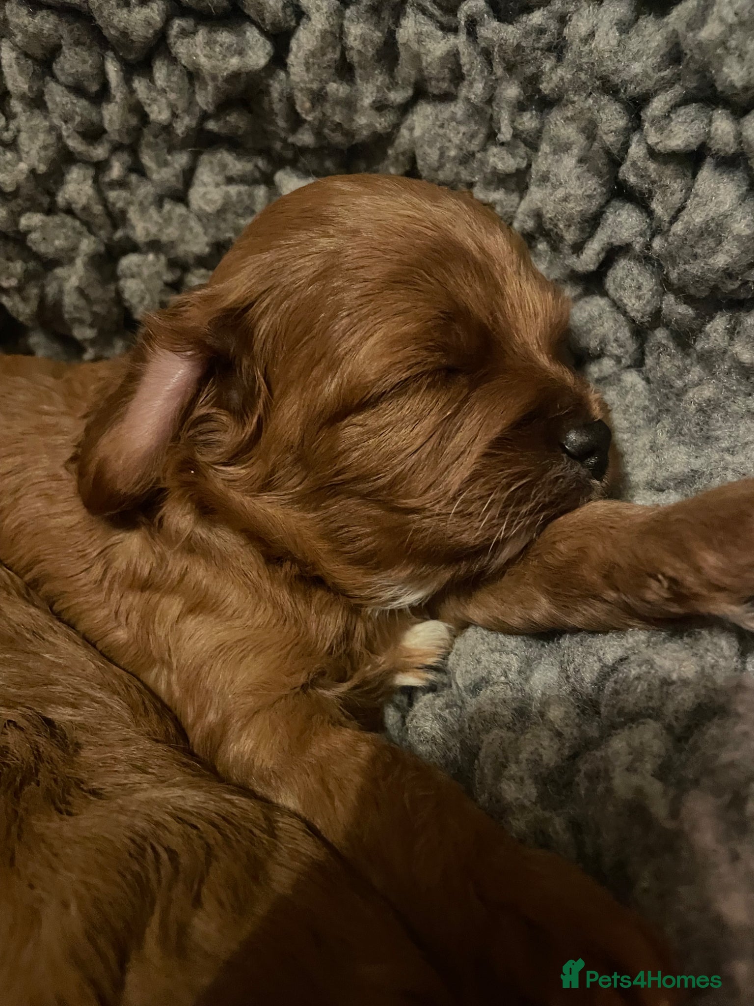 Cavapoo dogs Cavapoooo f1  - Advert 2