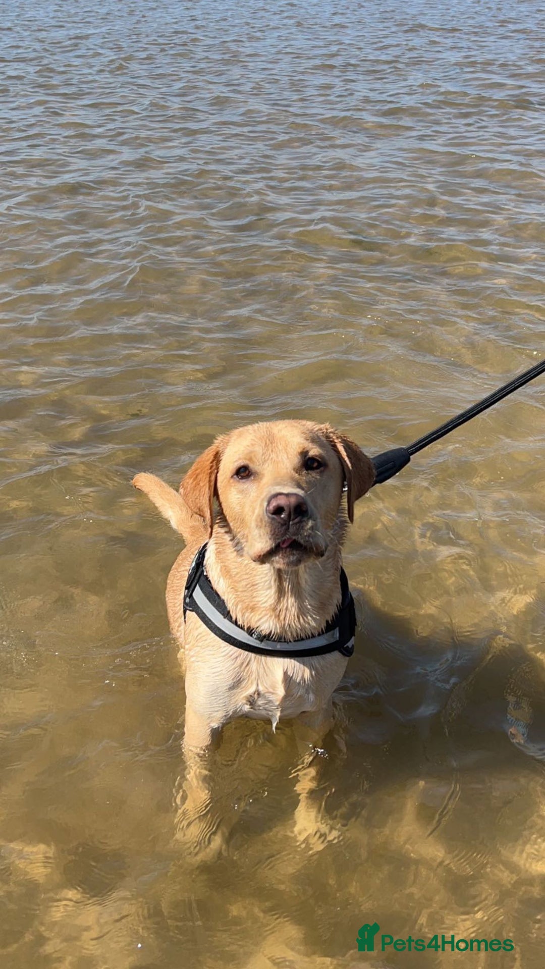 Labrador Retriever dogs for stud: Exceptional Labrador Stud - Advert 5