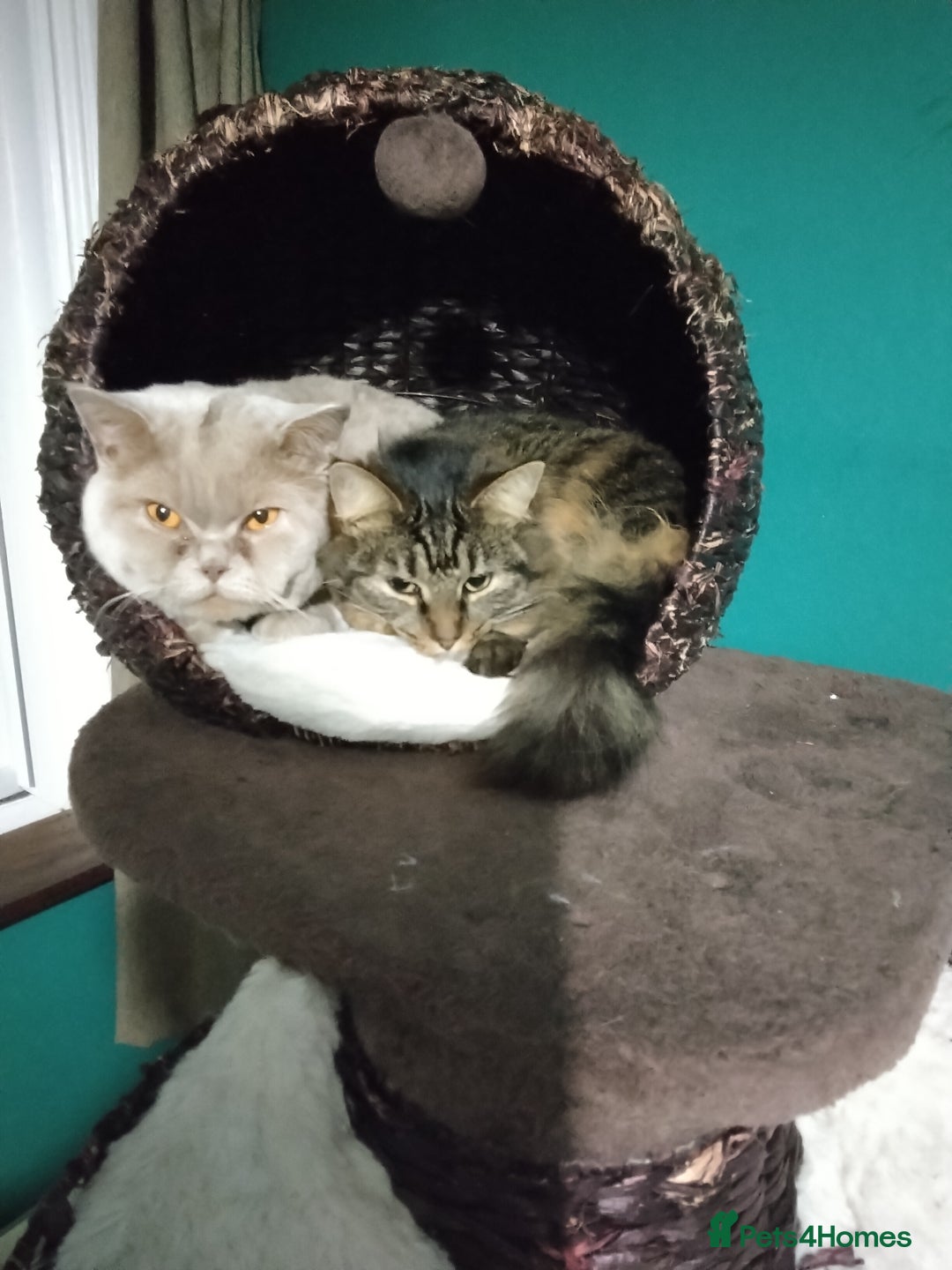 British Shorthair cats for sale: Wanted - Advert 2