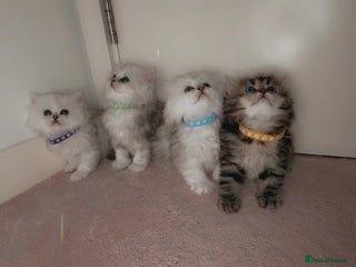 Persian cats - Advert 30