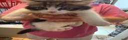 British Longhair cats for sale: 4 kittens british long hair  - Advert 19