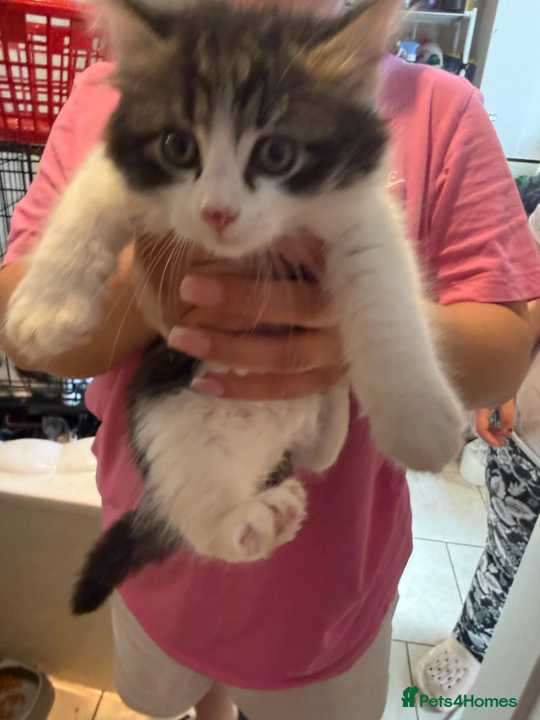 British Longhair cats for sale: 4 kittens british long hair  - Advert 19