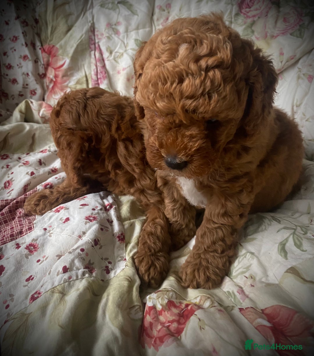 Cockapoo dogs for sale: Fabulous F1b Fox Red Cockapoo Health Cleared - Image 8