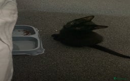 Mixed Breed cats for sale: MALE KITTEN NEEDS A NEW HOME ASAP - Image 5