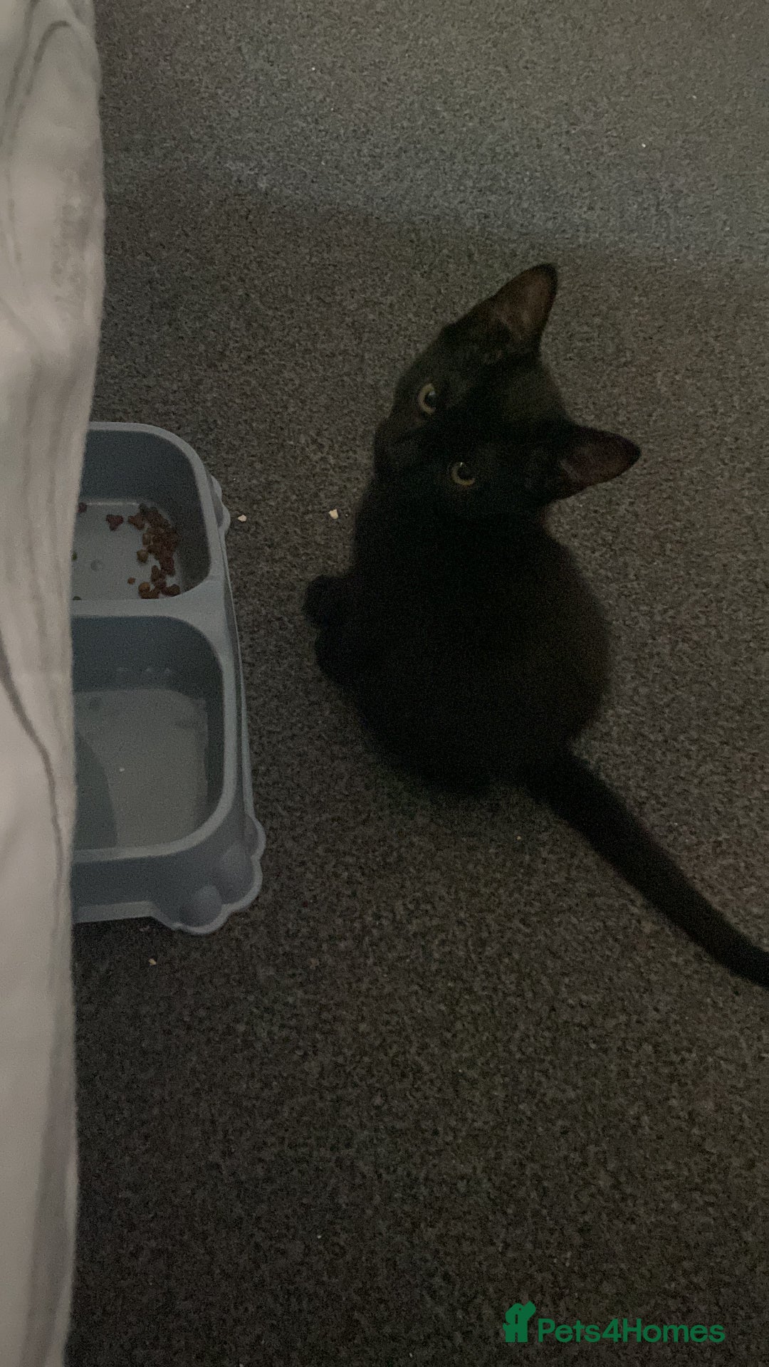 Mixed Breed cats for sale: MALE KITTEN NEEDS A NEW HOME ASAP - Image 5