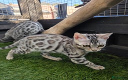 Bengal cats for sale:  Outstanding Quality Bengal kittens ready to leave - Image 36