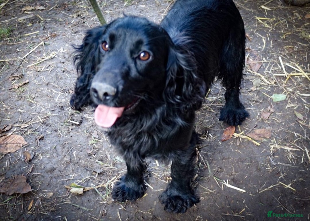 Cocker Spaniel dogs for stud: Health tested kc reg proven cocker spaniel at stud in Chesterfield - Advert 2