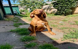 Hungarian Vizsla dogs for sale: Last, but best in litter, to go in Hove - Image 25