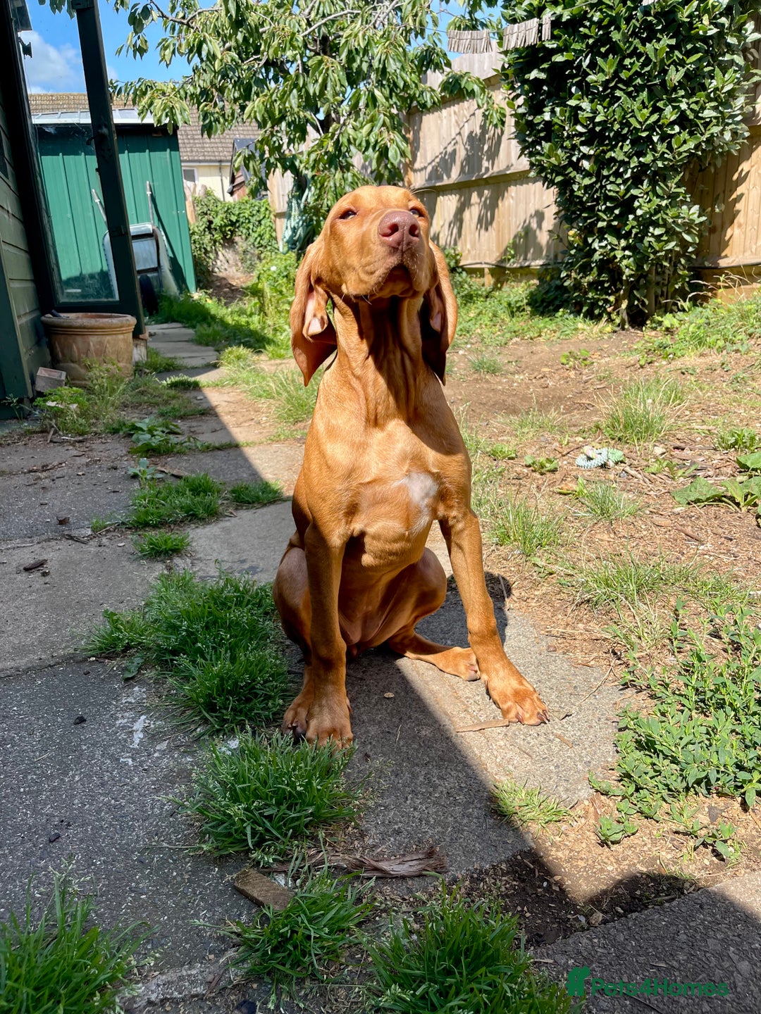 Hungarian Vizsla dogs for sale: Last, but best in litter, to go in Hove - Image 25