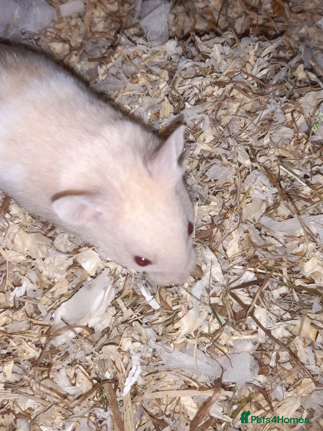 Hamster rodents for sale: Baby Syrian hamsters - Advert 12