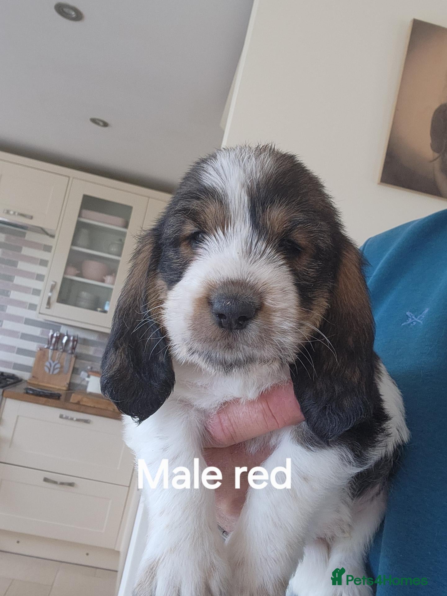 Basset Griffon Vendeen dogs Griffon grand bassets  - Advert 1