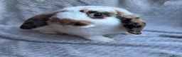 Mini Lop rabbits for sale: 3 lovely male mini lops - Advert 5