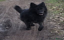 German Shepherd dogs for sale: Stunning chunky long haired German Shepherd puppy - Image 9