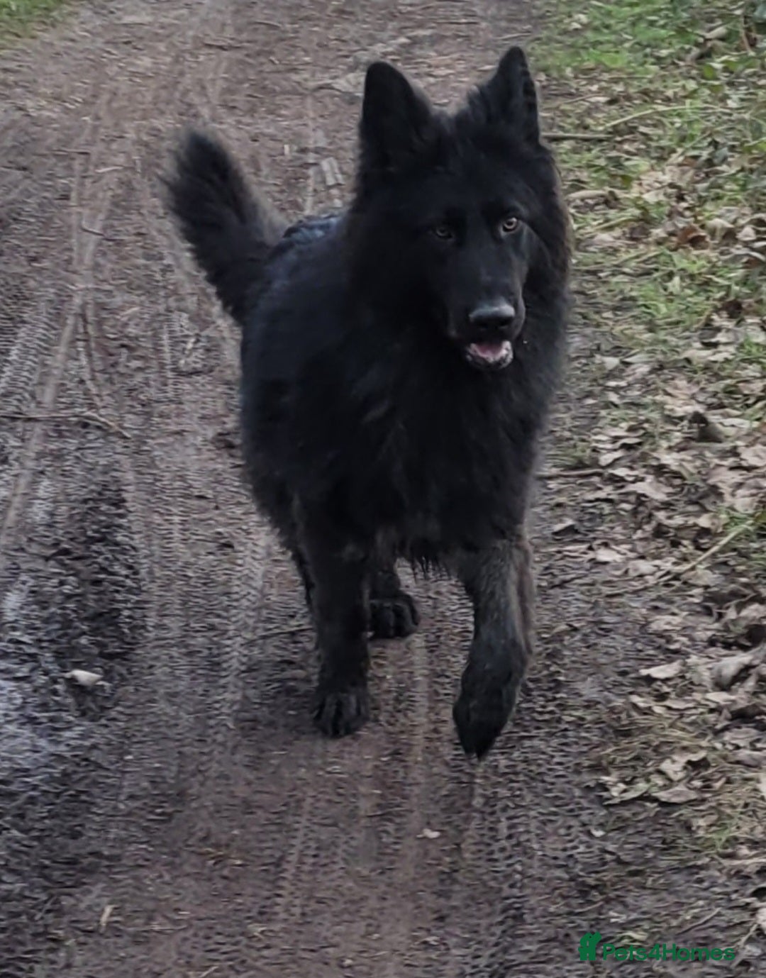 German Shepherd dogs for sale: Stunning chunky long haired German Shepherd puppy - Image 9