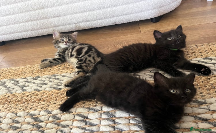 Mixed Breed cats - Advert 14