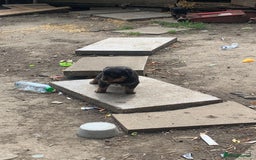 Rottweiler dogs for sale: 5 chunky pure pedigree Rottweiler pups - Image 36
