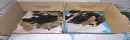 Mixed Breed cats for sale: Beautiful 2 litters of kittens available - Advert 5
