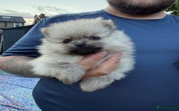 Pomeranian dogs for sale: Beautiful Pomeranian’s  - Image 1