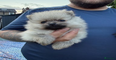 Pomeranian dogs - Advert 2