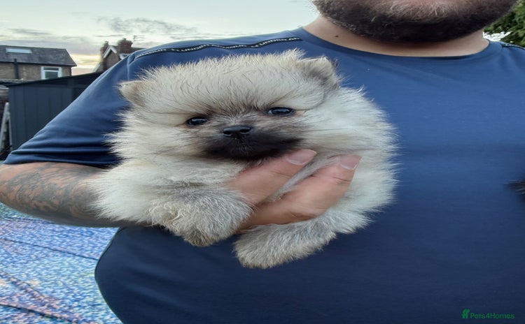 Pomeranian dogs - Advert 5