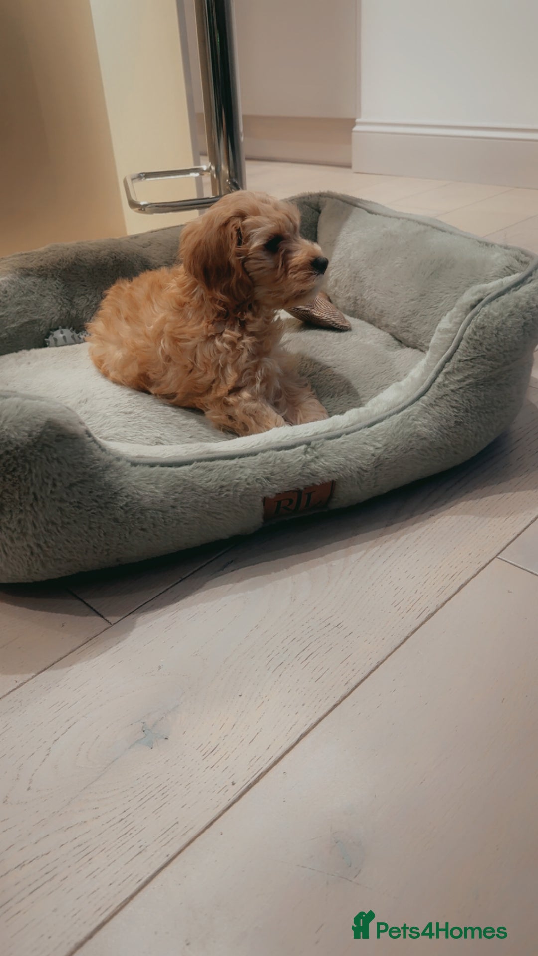 Cockapoo dogs for sale:  Beautiful 14-week Cockapoo ready for loving home  - Advert 4