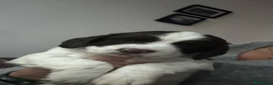 English Springer Spaniel 1
