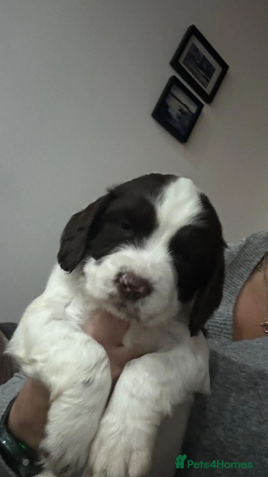 English Springer Spaniel dogs for sale: Girl. Liver and white.  - Advert 2
