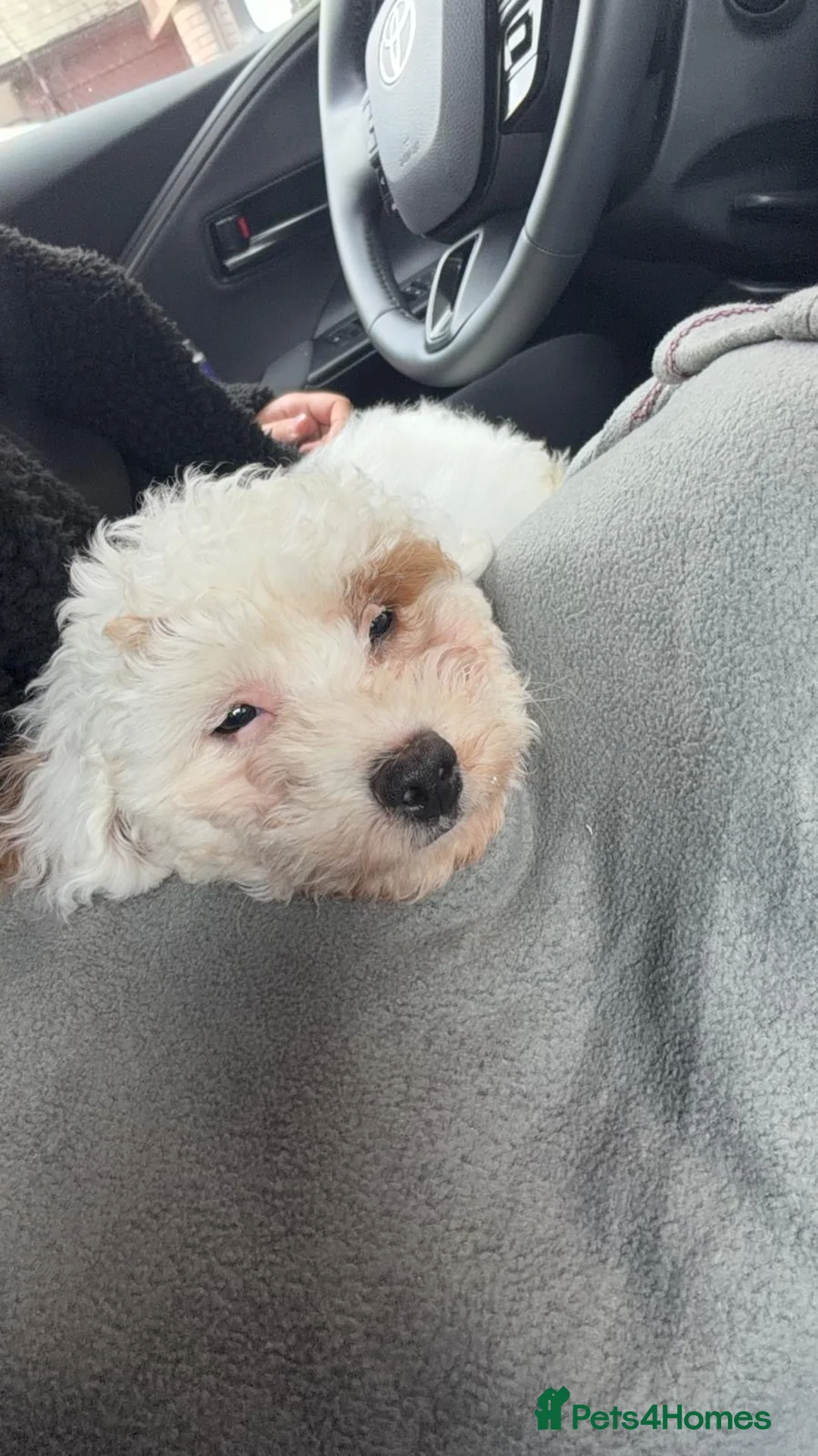 Maltipoo dogs for sale: Gorgeous Female Maltipoo for sale in Hemel Hempstead - Advert 5