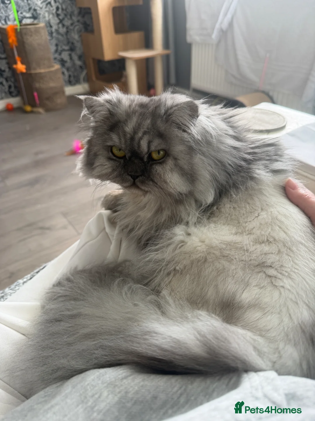 Persian cats for sale: Persian male in Ayr - Advert 2