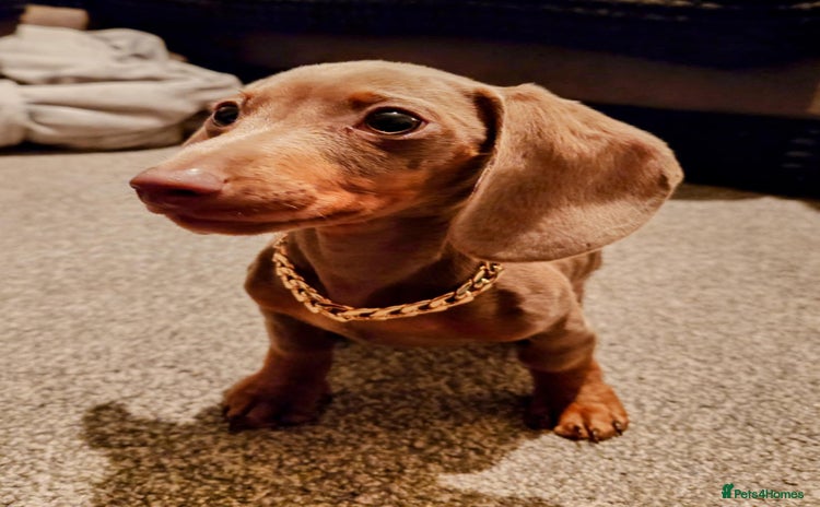 Dachshund dogs - Advert 6