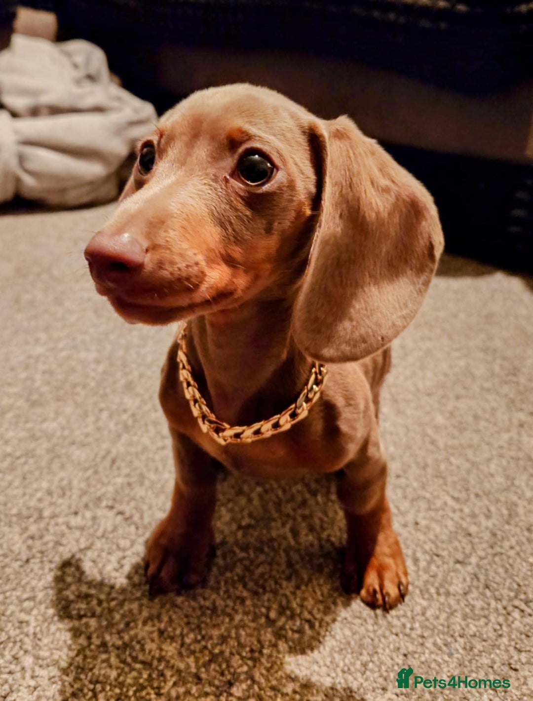 Dachshund dogs for sale: Blue is looking for a new home  - Image 1