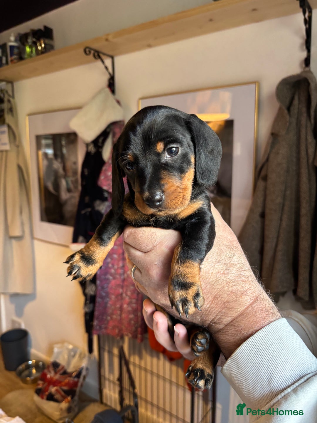 Dachshund dogs for sale: Four beautiful wire haired boys - Advert 19