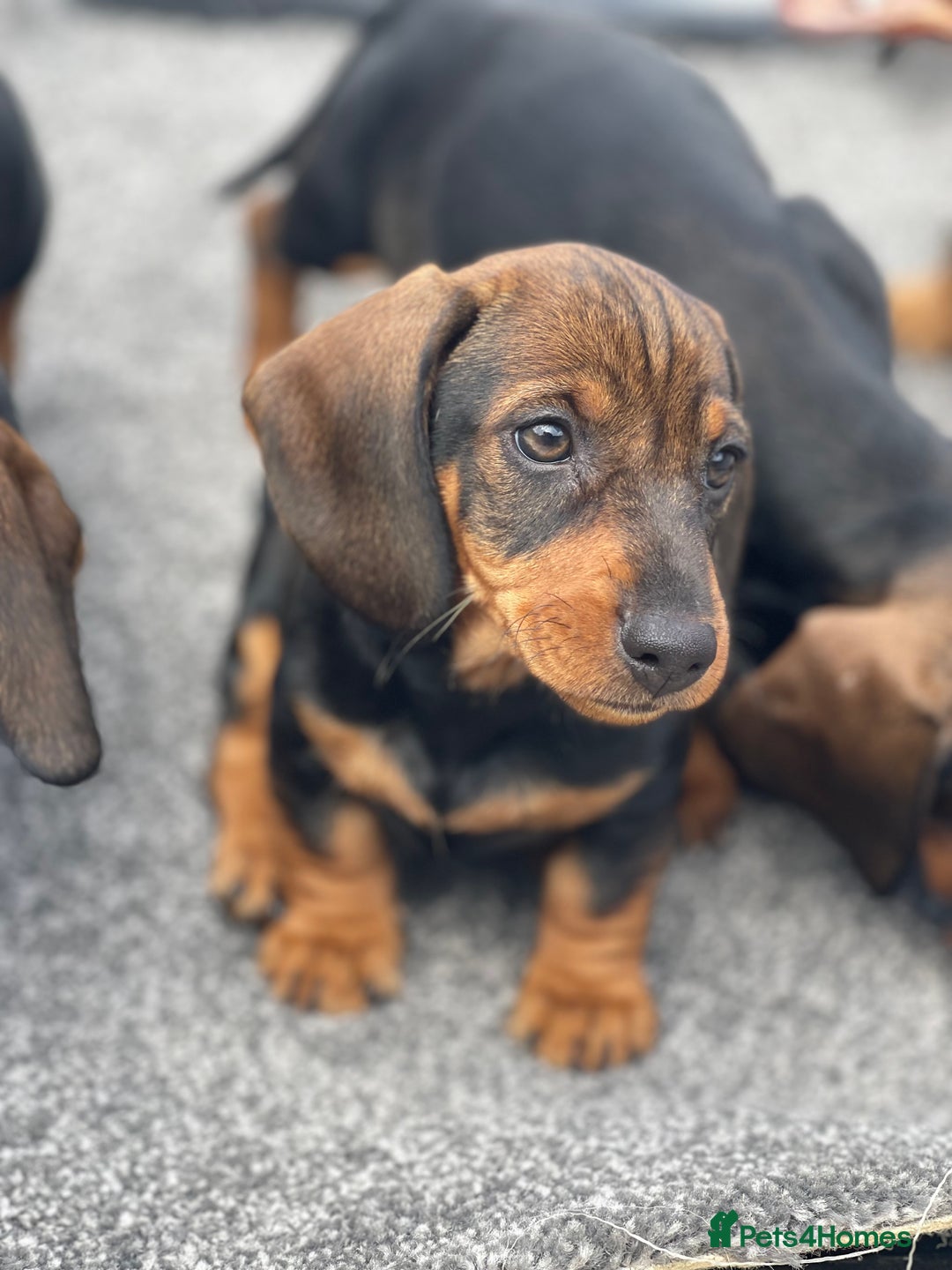 Dachshund dogs for sale: KC Standard Wire Haired Dachshund - Image 3