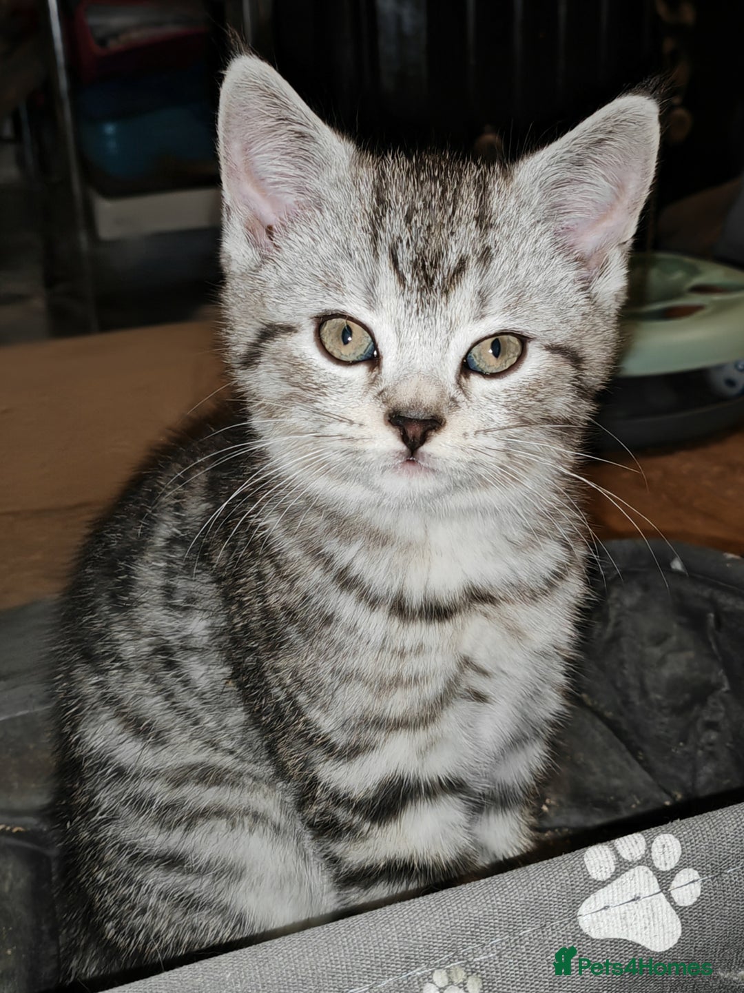 Mixed Breed cats for sale: British Shorthair Mix kittens - Ready Now - Advert 16