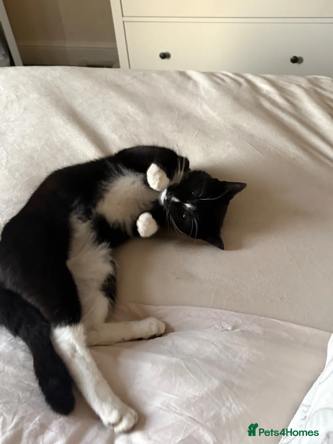 British Shorthair cats for sale: Morty Tuxedo in Nantwich - Advert 12