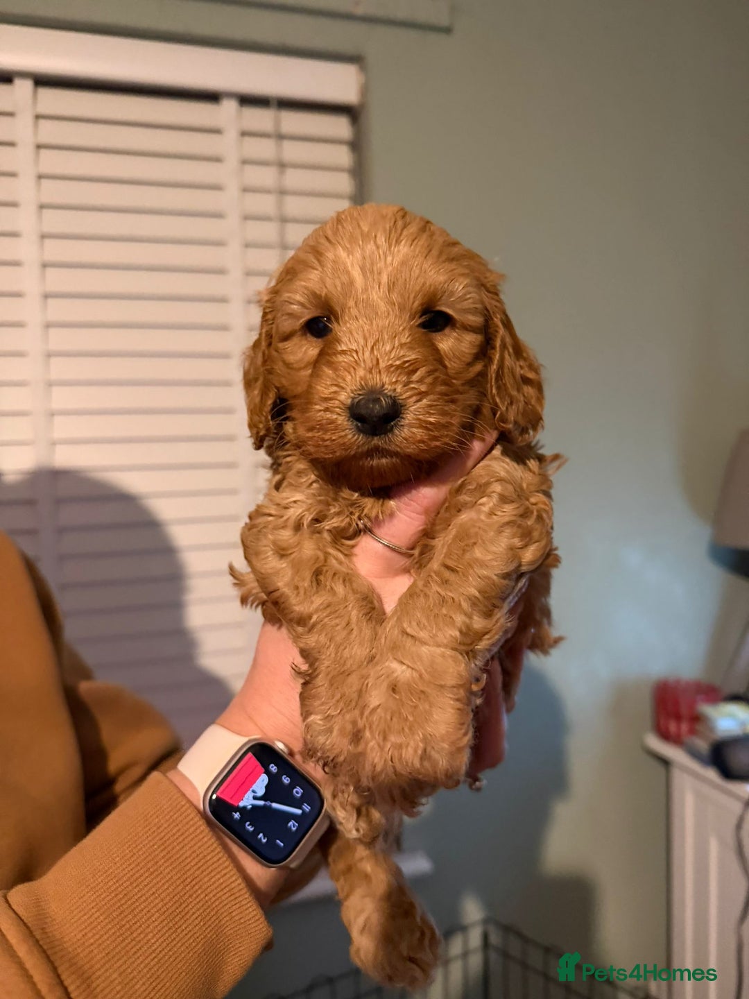 Cockapoo dogs for sale: 6 gorgeous Cockapoo puppies for sale  - Advert 9