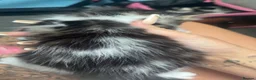 Domestic Shorthair cats for sale: Beautiful long haired tabby kittens  - Advert 7