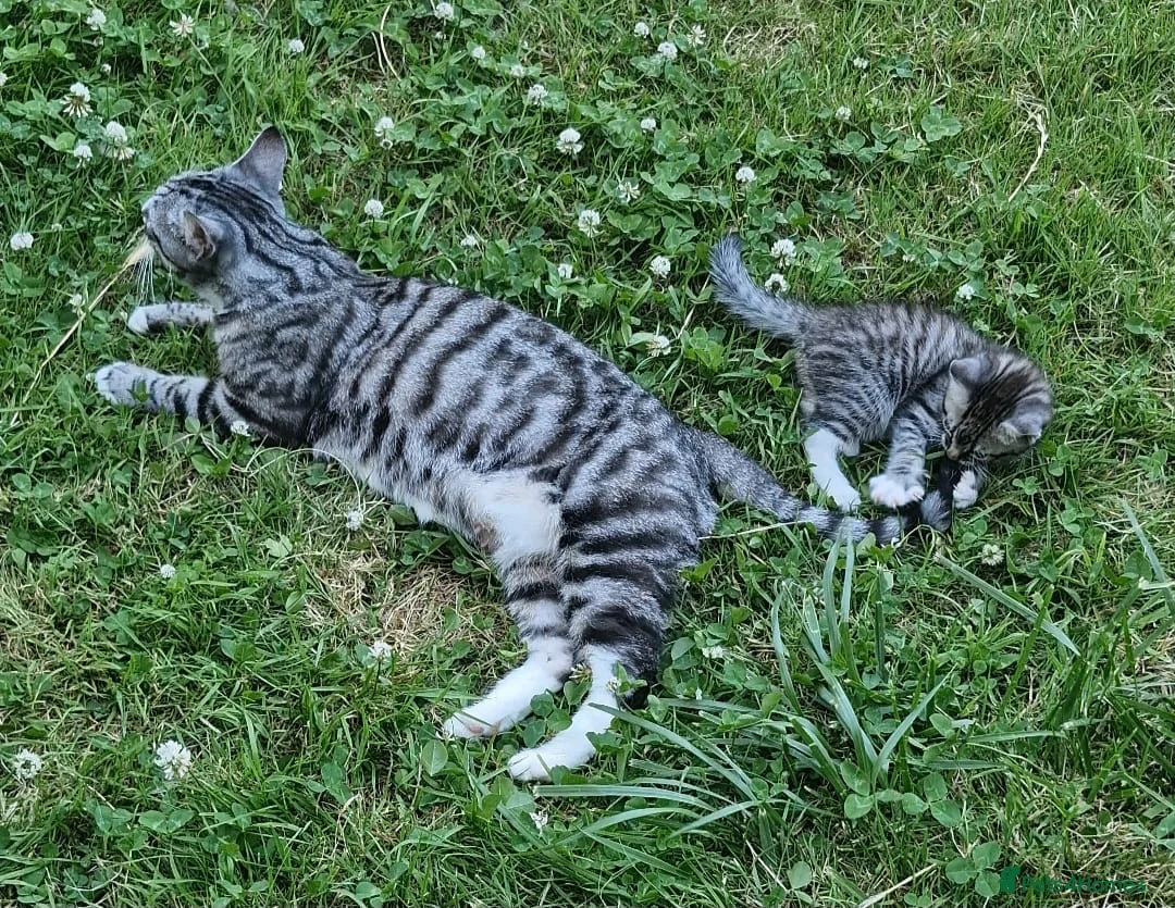 Mixed Breed cats for sale: Kitten Silver tabby mix Bengal in Birmingham - Advert 2