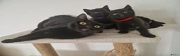 Mixed Breed cats for sale: British short-hair cross kittens  in Saint Austell - Advert 3