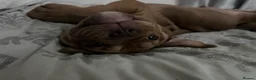 Mixed Breed dogs for sale: OLDE STAFF ENGLISH BULLDOGGE - Advert 13